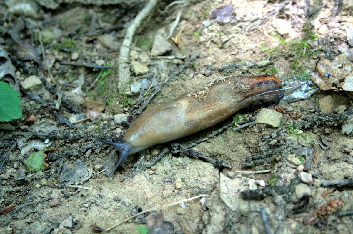 Limax aldrovandi Moquin-Tandon 1855 del monte di Portofino